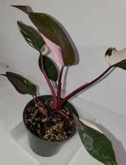 #15 Pink Princess Philodendron, Philodendron erubescens 'Pink Princess' #15